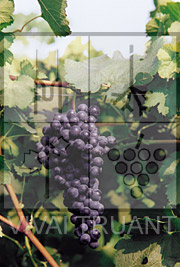 Foto di un grappolo d'uva di Merlot ISV FV5